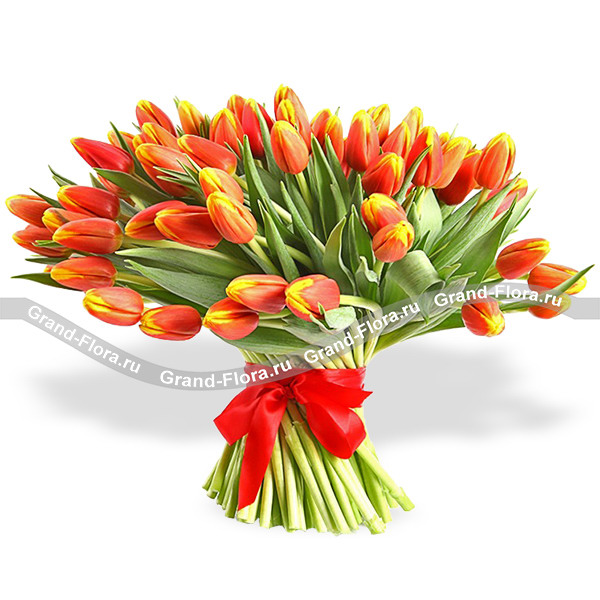 Рыжее счастье 51 оранжевый тюльпан